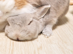 猫が『枕』にしていたのは？　冬にしか見られない『特別な光景』に「癒される！」