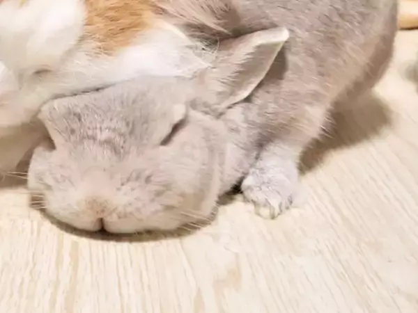 猫が『枕』にしていたのは？　冬にしか見られない『特別な光景』に「癒される！」