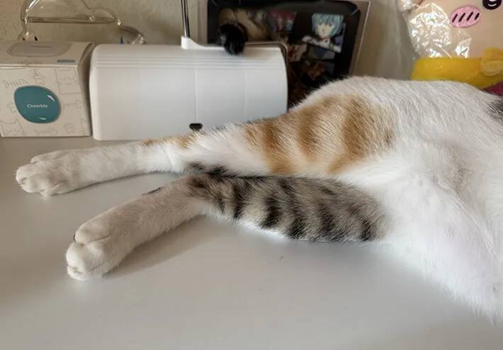 「ずっと見ていられる」と11万いいね　三毛猫が履き間違えた『色違い靴下』がこちら