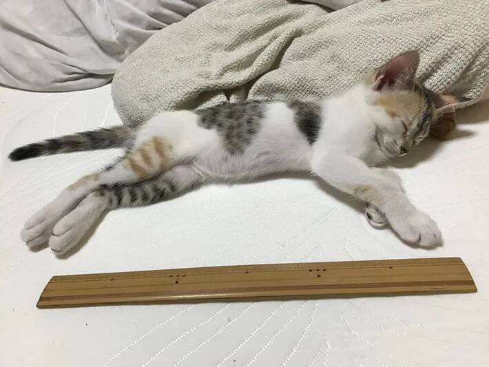 「ずっと見ていられる」と11万いいね　三毛猫が履き間違えた『色違い靴下』がこちら