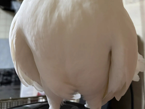 鳥を正面から撮った写真　顔を見ると…「吹いた」「これは真似できない」