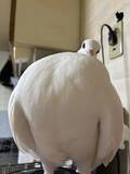 「鳥を正面から撮った写真　顔を見ると…「吹いた」「これは真似できない」」の画像2