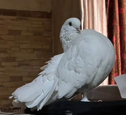 鳥を正面から撮った写真　顔を見ると…「吹いた」「これは真似できない」