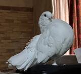 「鳥を正面から撮った写真　顔を見ると…「吹いた」「これは真似できない」」の画像3