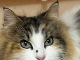 「「愛猫の顔に黒いイボが…」　不安そうな飼い主に、獣医の発した一言が？「ナイスツッコミ」「ハッとした」」の画像1