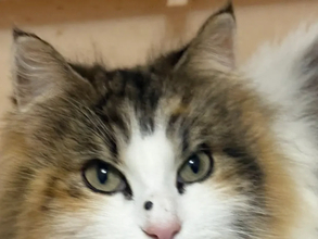 「愛猫の顔に黒いイボが…」　不安そうな飼い主に、獣医の発した一言が？「ナイスツッコミ」「ハッとした」