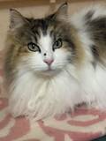 「「愛猫の顔に黒いイボが…」　不安そうな飼い主に、獣医の発した一言が？「ナイスツッコミ」「ハッとした」」の画像3