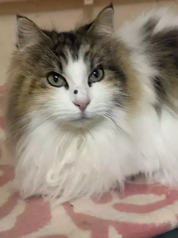 「「愛猫の顔に黒いイボが…」　不安そうな飼い主に、獣医の発した一言が？「ナイスツッコミ」「ハッとした」」の画像