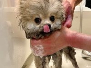 飼い主「犬生で初風呂」　あまりにもおとなしいポメの写真がこちら