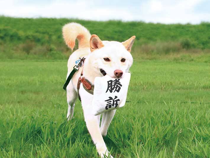 かわいすぎると話題になったある写真 犬が誇らしげに持ってきたのは 21年8月28日 エキサイトニュース