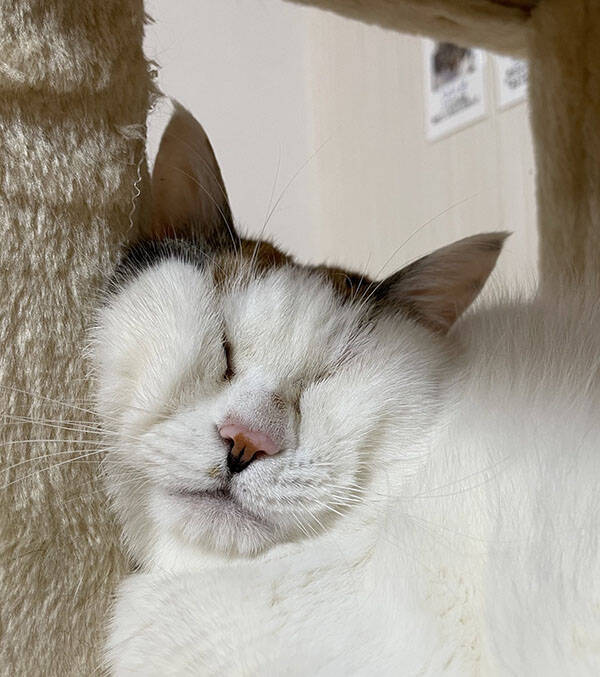 猫の 凄まじい寝顔 に爆笑 そんな表情ある これは笑う 21年8月29日 エキサイトニュース