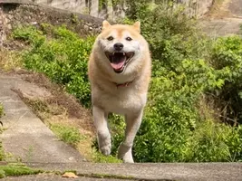 飼い主が持つキャベツに反応 柴犬たちの行動が 可愛すぎる と話題に 21年5月10日 エキサイトニュース