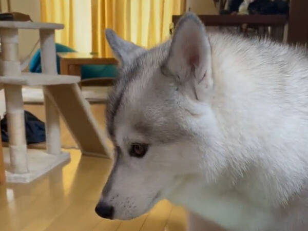 ご飯を取られた犬 その後の行動に 泣けるほど優しい 21年9月5日 エキサイトニュース