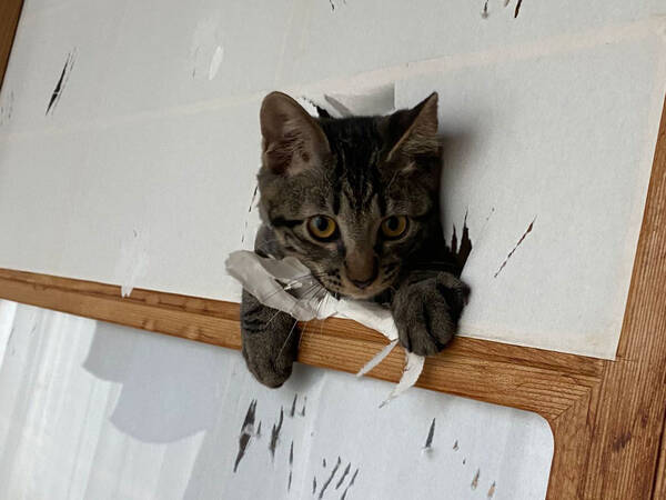 事故で骨折していた子猫 数か月後の姿に 全国の猫飼いが半泣きになった理由は 21年9月5日 エキサイトニュース