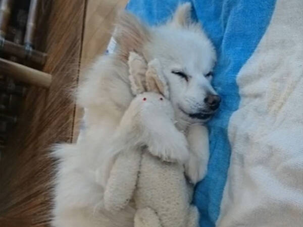 大切なぬいぐるみを保護猫に譲った犬 ボロボロになって返ってくると 21年9月17日 エキサイトニュース