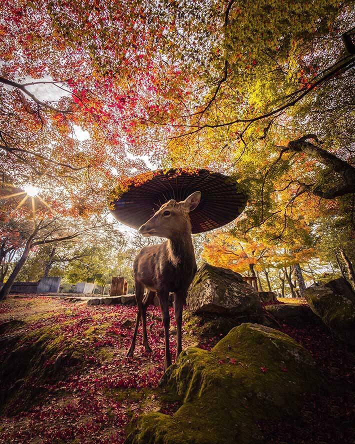 神の使い 奈良公園で撮影されたシカがオシャレすぎる 21年9月24日 エキサイトニュース