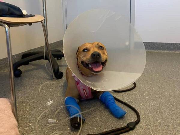 毒ヘビと遭遇した２匹の犬 １匹は重傷でもう１匹は無傷だった理由が泣ける 21年9月29日 エキサイトニュース