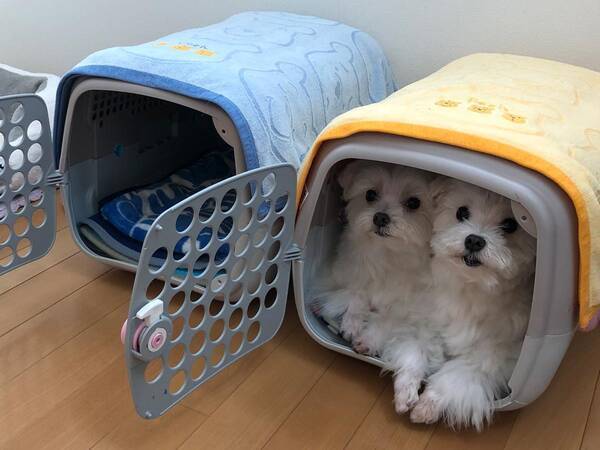 なぜか同じケージに入る ２匹のマルチーズ 移動させようとした結果 21年10月8日 エキサイトニュース