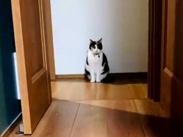 戦隊ヒーローのように登場したのは 猫を撮影中の出来事に かっこいい 21年10月10日 エキサイトニュース