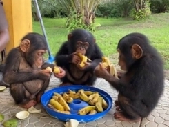 バナナをほおばるチンパンジーの赤ちゃん　次の瞬間？　「涙が出た」