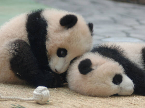 赤ちゃんパンダのわちゃわちゃに イヤなことも吹っ飛ぶ 世界一のかわいさ 21年10月11日 エキサイトニュース