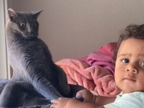 初めて赤ちゃんを見た猫のリアクションに爆笑　「面白すぎる」「完璧」