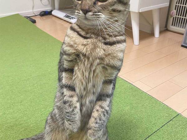 飲んでいたカルピスを見せたら 猫の反応に じわじわくる 21年10月30日 エキサイトニュース