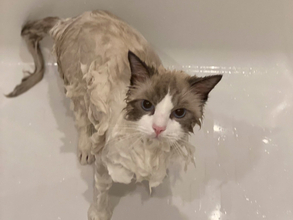 お風呂に入れられ、不機嫌そうな猫　ドライヤー後の姿に衝撃！