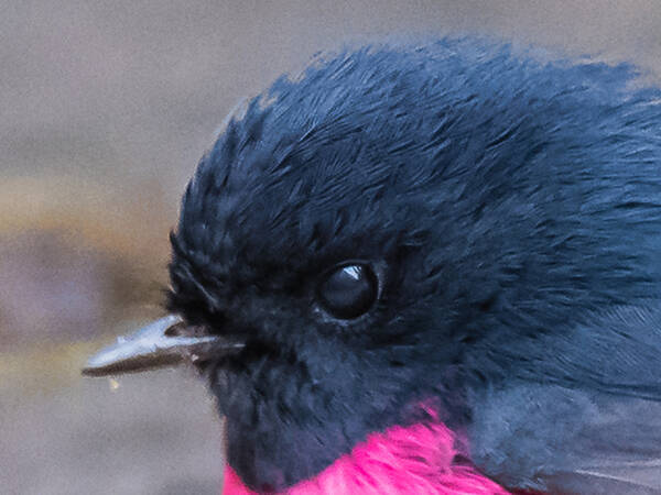 日本の空にも飛んでたらなあ 見てるだけで幸せな気分になる鳥がこちら 21年11月23日 エキサイトニュース