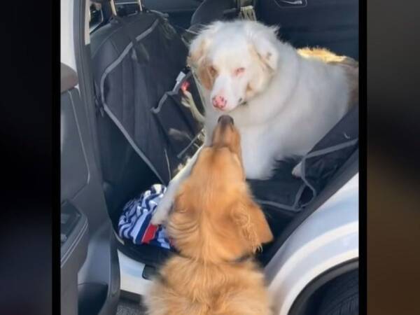 目が見えず 耳が聞こえない犬を出迎えた 親友 の行動に 涙が出た 21年11月19日 エキサイトニュース