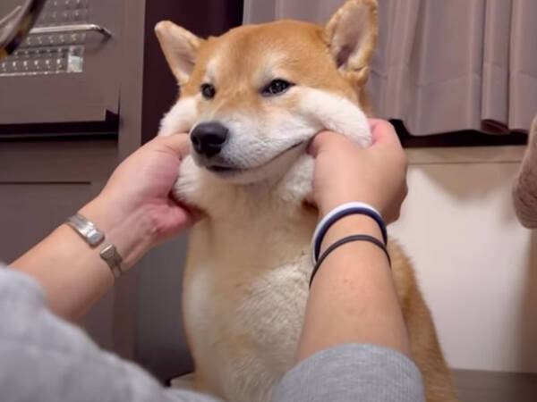 柴犬の顔が かわいすぎて大変なことに 飼い主がモチモチした結果 21年12月2日 エキサイトニュース