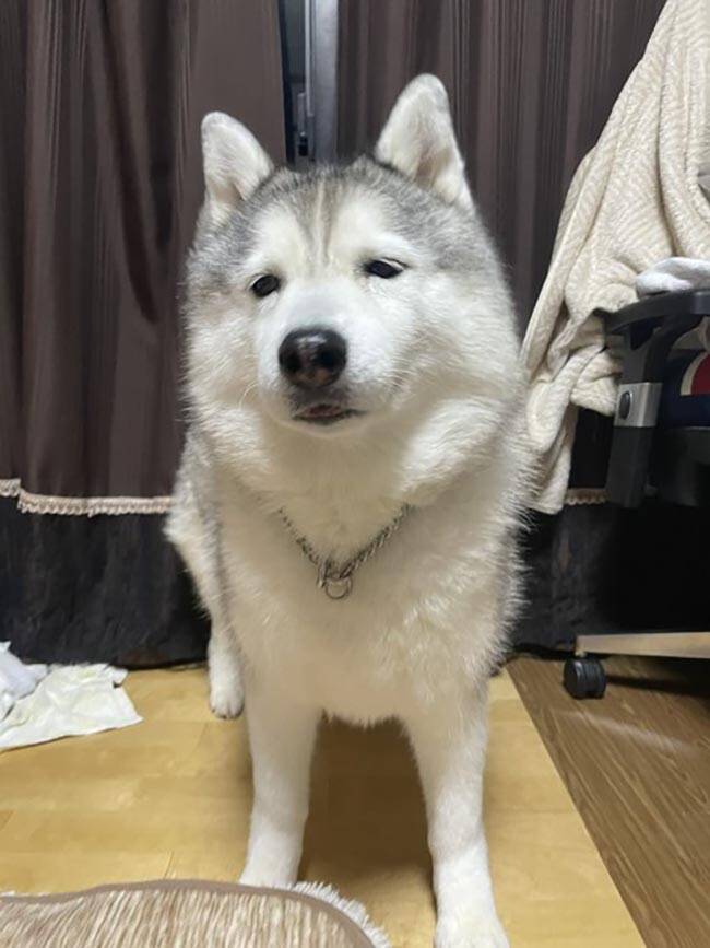 本当に同じ犬 月曜日の顔 と 金曜日の顔 の違いに吹き出す 21年12月3日 エキサイトニュース