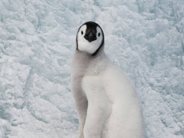 赤ちゃんペンギンが飼育員に駆け寄って オチに 思わず吹いた 笑うわ 21年12月10日 エキサイトニュース