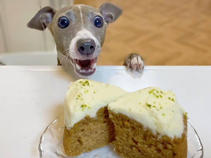 食べ物を見た犬のリアクションに 漫画のキャラかよ 笑ったわ 表情が最高だった 21年12月5日 エキサイトニュース