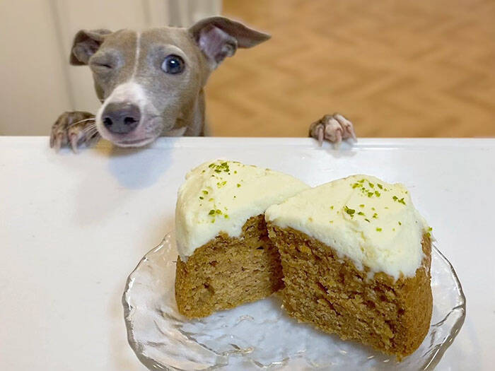 食べ物を見た犬のリアクションに 漫画のキャラかよ 笑ったわ 表情が最高だった 21年12月5日 エキサイトニュース