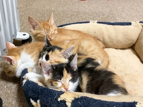 身を寄せ合って眠る４匹の子猫　数秒後、光景が一変