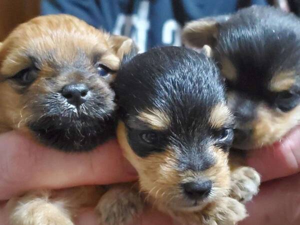 本当に兄弟 同じ母犬から生まれた３匹の子犬 ８か月後の姿にびっくり 21年12月日 エキサイトニュース