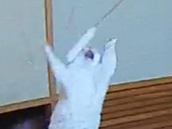 飼い主 爆笑した 見守りカメラが撮影した 愛猫の姿が 21年12月21日 エキサイトニュース