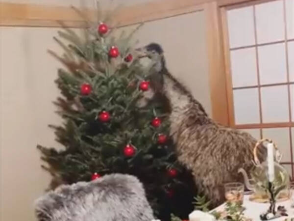 日本国内でのクリスマスの光景 映り込んだものに インパクト強すぎ シュールで笑った 21年12月25日 エキサイトニュース 日本国内でのクリスマスの光景 映り込んだものに インパクト強すぎ シュールで笑った 21年12月25日 エキサイトニュース