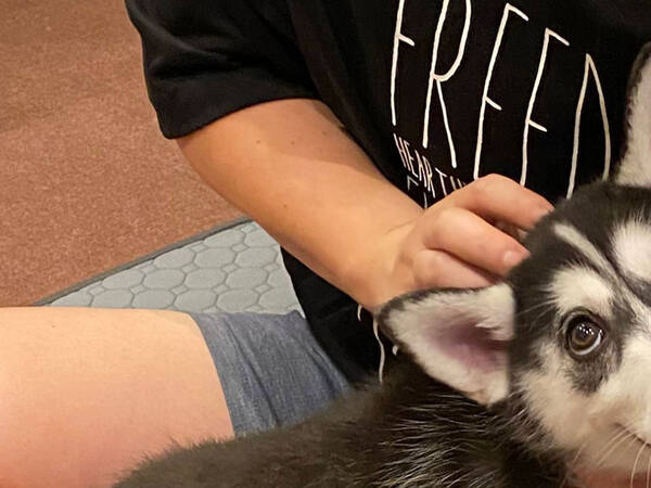 甘えん坊のシベリアンハスキー 遊んでもらった時の 表情 に腹筋崩壊 21年12月26日 エキサイトニュース