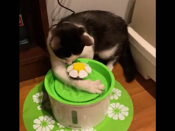 猫にクリスマスプレゼントをあげたら 飼い主 泣いた 違う そうじゃない 21年12月27日 エキサイトニュース