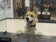 深夜に突然やってきた１匹の犬　警察が飼い主を探しているうちに見失うも、実は…