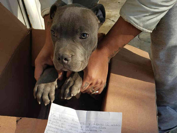 手放してくれてありがとう 動物保護施設の前に置かれた子犬 理由に涙 年3月4日 エキサイトニュース