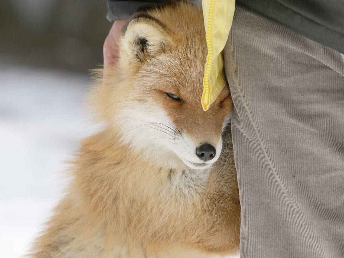 これは完全に女狐 可愛すぎて言葉が出ない キツネが人間に甘えた姿がこちら 年3月8日 エキサイトニュース
