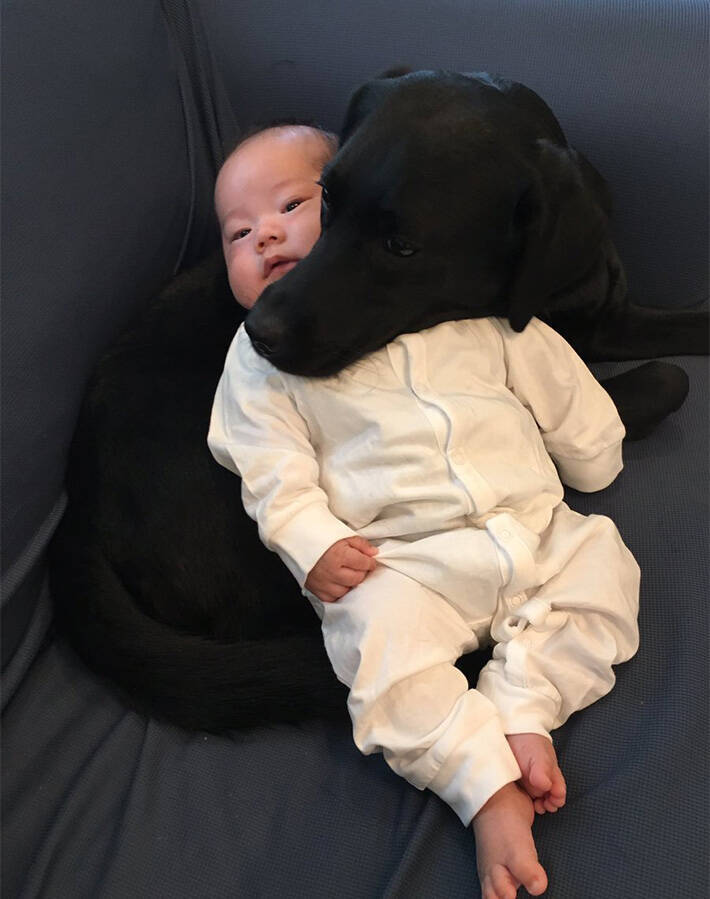 赤ちゃんを抱く黒ラブの表情に 反響 吹いた まるで自分の子 年3月25日 エキサイトニュース