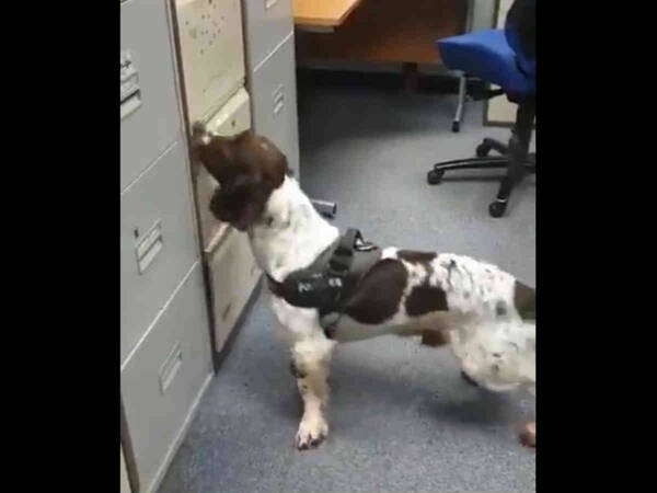 パニック買い対策に麻薬探知犬を導入 警察の動画に爆笑 年4月22日 エキサイトニュース
