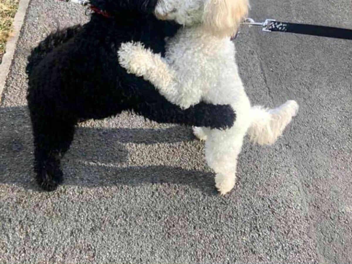 散歩中に出会った 見た目がそっくりの黒い犬と白い犬 続く展開が幸せすぎた 年5月25日 エキサイトニュース