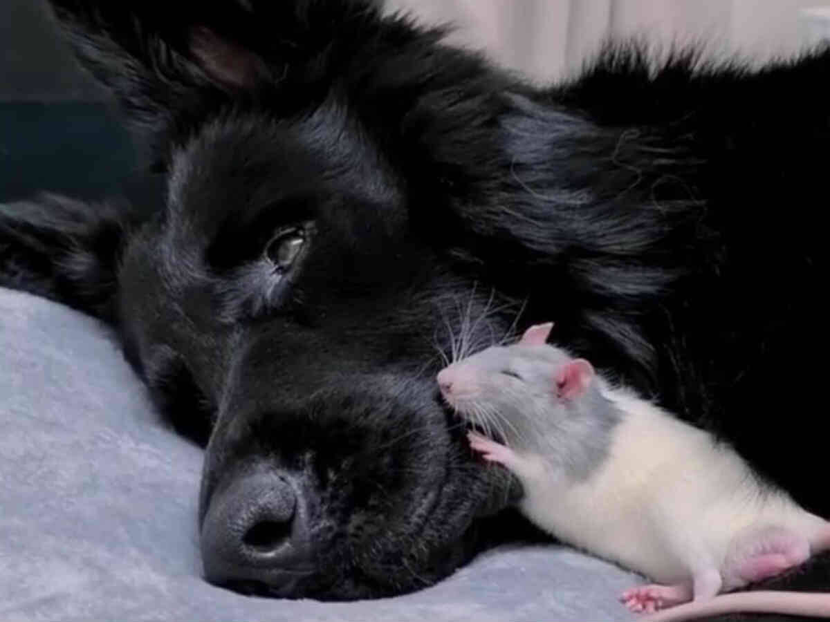 見ているだけで癒される ジャーマンシェパードとネズミの友情にほっこり 年5月27日 エキサイトニュース