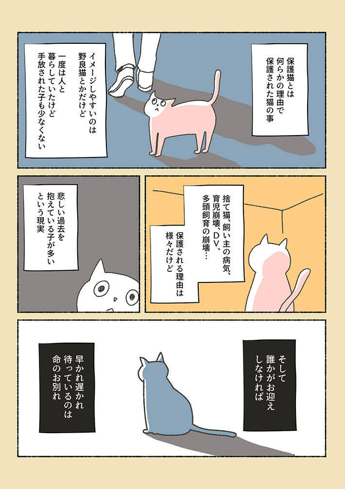 初めはペットショップに猫を探しに行った女性 しかし 虐待を受けていた保護猫に出会い 年6月6日 エキサイトニュース