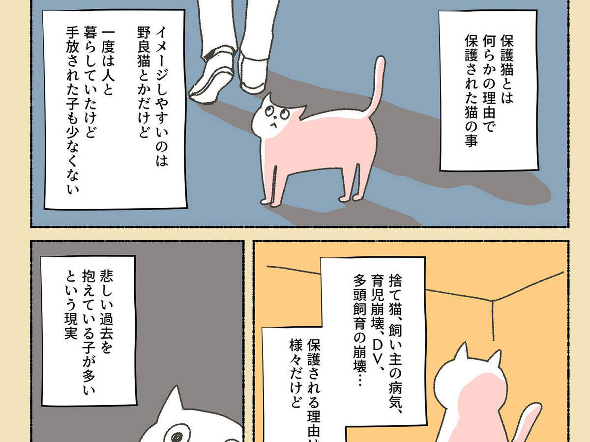 初めはペットショップに猫を探しに行った女性 しかし 虐待を受けていた保護猫に出会い 年6月6日 エキサイトニュース